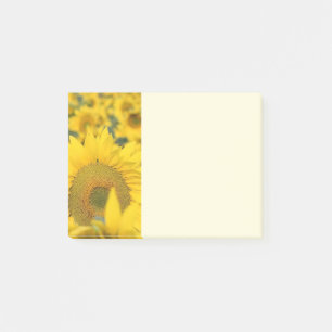 Notas Post-it® Campo amarillo de girasoles, fotografía