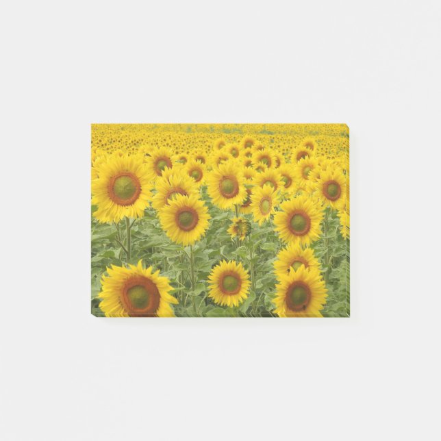 Notas Post-it® Campo del Sol (Anverso)