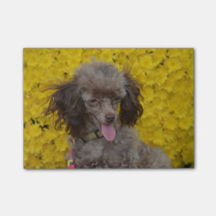 Notas Post-it® Caniche minúsculo dulce de Brown
