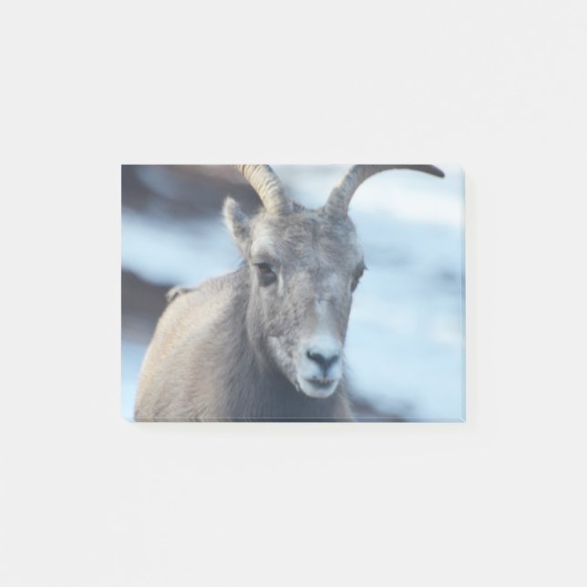 Notas Post-it® Cara de una oveja de Bighorn (Anverso)