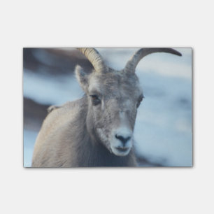 Notas Post-it® Cara de una oveja de Bighorn