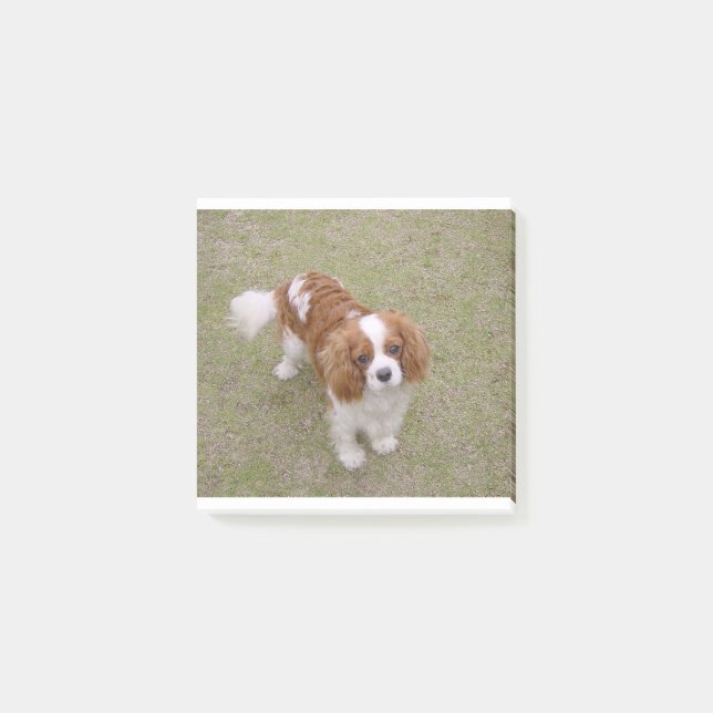 Notas Post-it® Cavalier-king-charles-spaniel completo (Anverso)