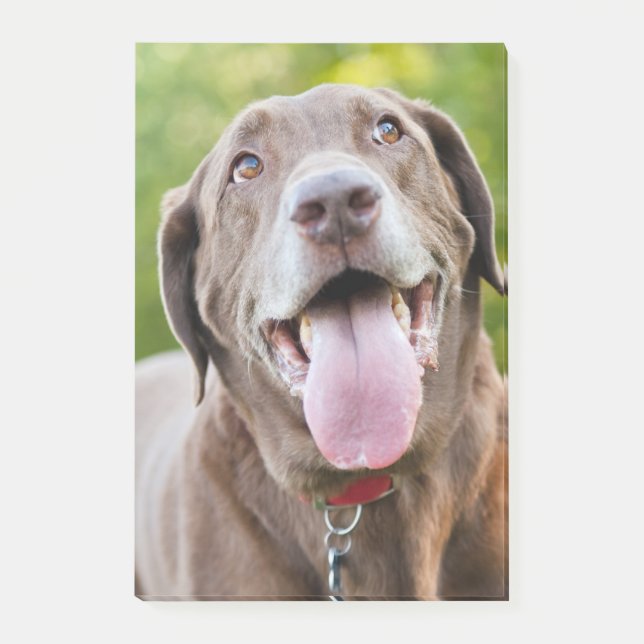 Notas Post-it® Chocolate Labrador Dog (Anverso)