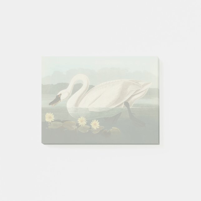 Notas Post-it® cisnes de agua blanca de cisne audubon (Anverso)
