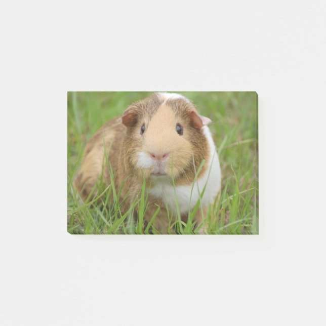 Notas Post-it® Conejillo de Indias nacional lindo (Anverso)