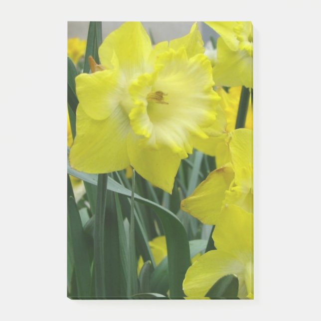Notas Post-it® daffodil-22.JPG (Anverso)