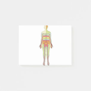 Notas Post-it® Dermatomas sensoriales Neurología