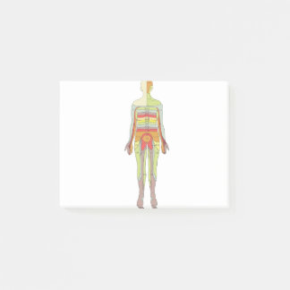 Notas Post-it® Dermatomas sensoriales Neurología