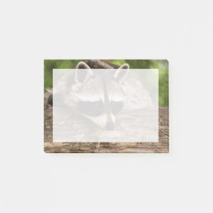 Notas Post-it® Descanso de mapache en un registro