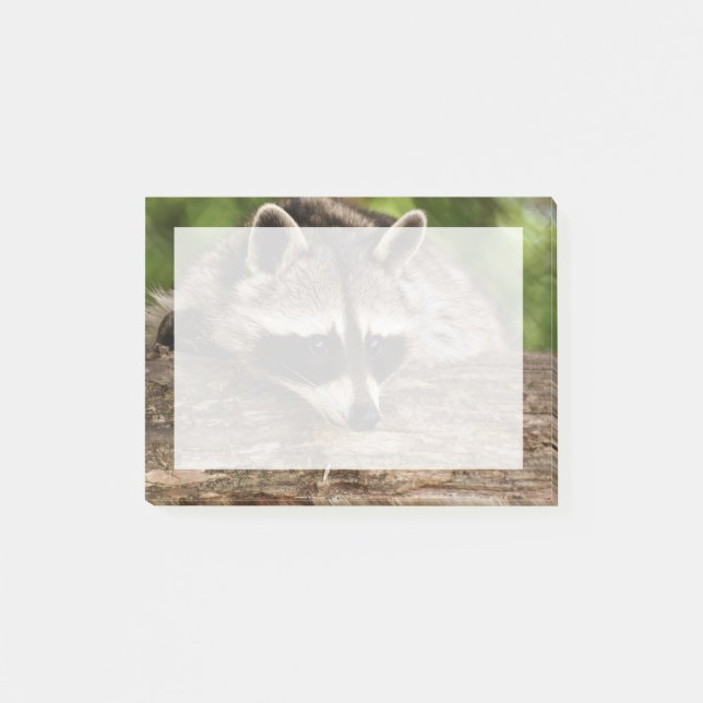 Notas Post-it® Descanso de mapache en un registro (Anverso)