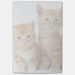 Notas Post-it® Dos gatitos adorables