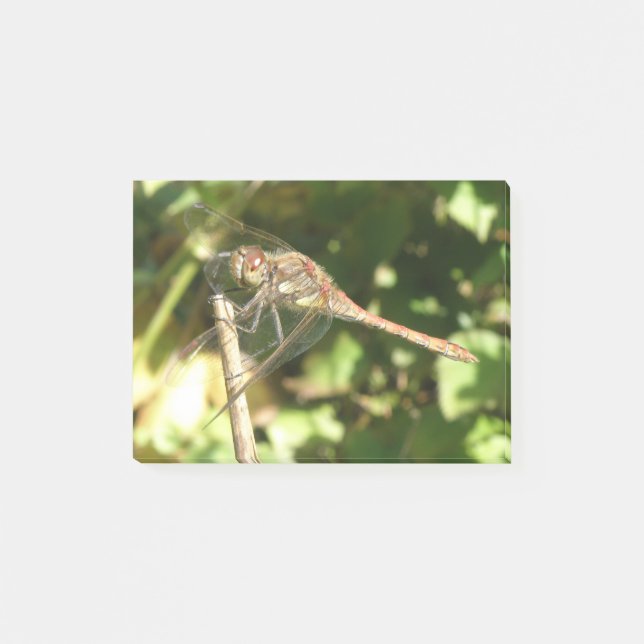 Notas Post-it® Dragonfly on a Twig Post anota (Anverso)