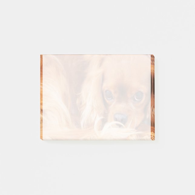 Notas Post-it® Dulce Ruby Cavalier King Charles Spaniel (Anverso)