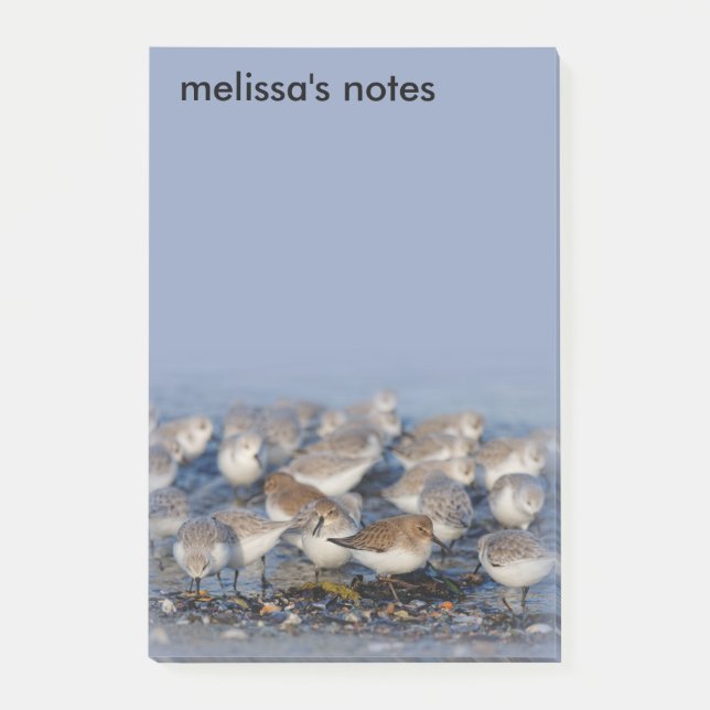 Notas Post-it® Dunlins Sanderlings Sandpipers at Beach (Anverso)