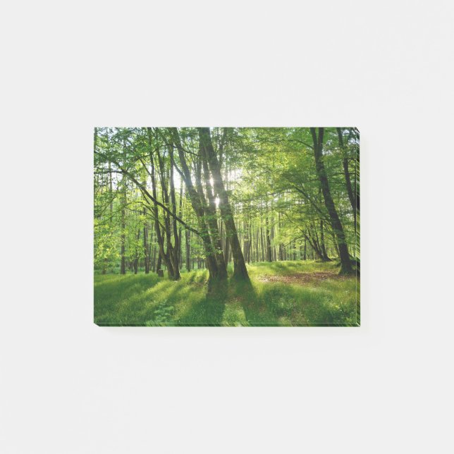 Notas Post-it® El bosque en primavera (Anverso)