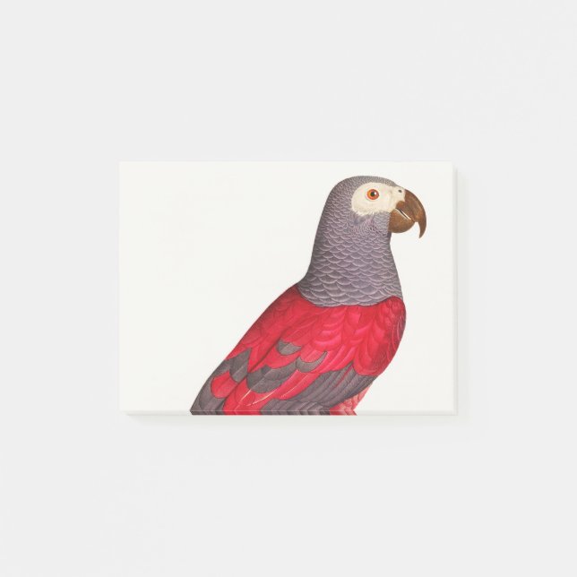 Notas Post-it® El loro rojo gris, Psittacus erithacus (Anverso)