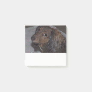 Notas Post-it® El ya fallecido Dachshund Post escribe: