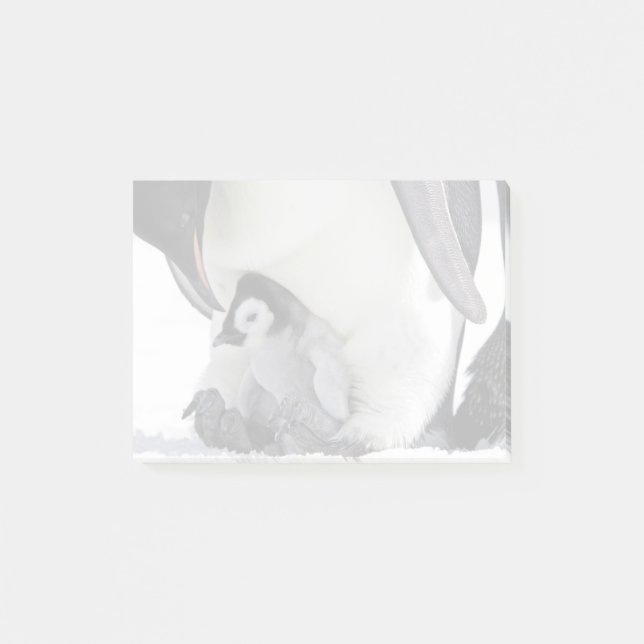 Notas Post-it® Emperador Pingüino| Isla Snow Hill (Anverso)