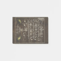 Escarabajo y Scarab de Mira Calligraphiae