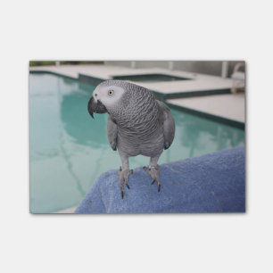 Notas Post-it® Fiesta en la piscina del gris africano