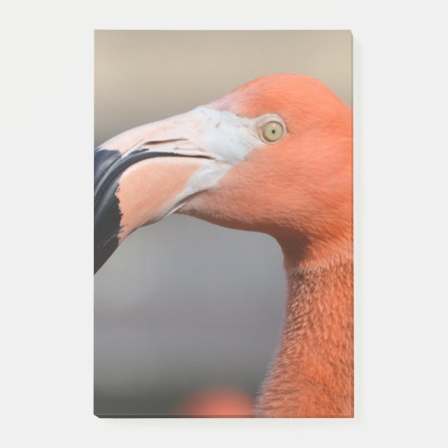 Notas Post-it® Flamenco del Caribe (Anverso)