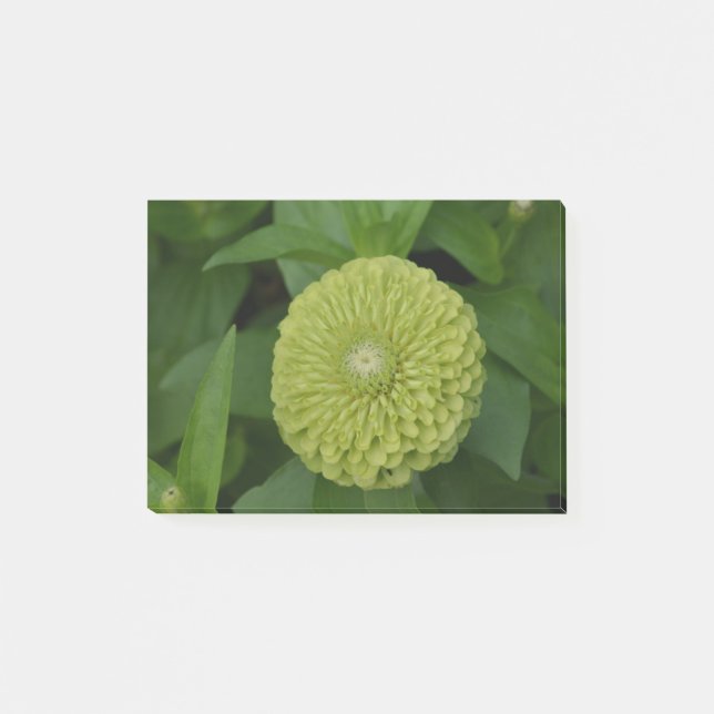 Notas Post-it® Flor verde floreciente del Zinnia (Anverso)