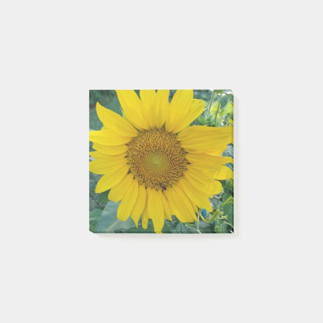 Notas Post-it® Foto de Sunflower (Anverso)
