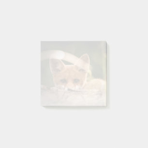 Notas Post-it® Foto de un Pequeño Naranja Fox