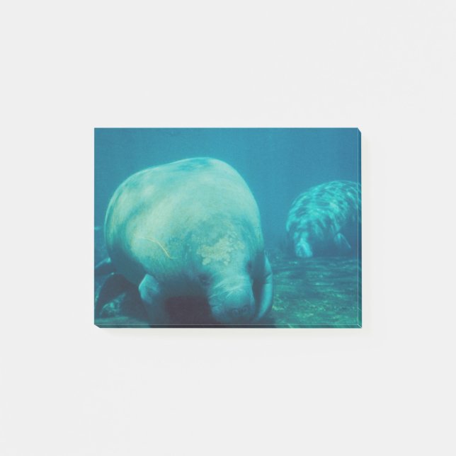 Notas Post-it® Foto del Manatee (Anverso)