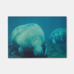 Notas Post-it® Foto del Manatee