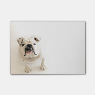 Notas Post-it® Fotografía blanca leal del bulldog