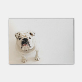 Notas Post-it® Fotografía blanca leal del bulldog