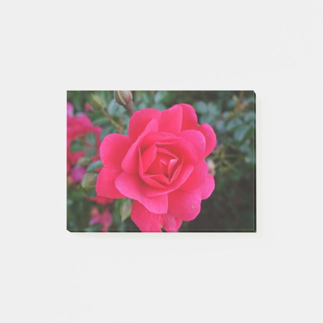 Notas Post-it® Fotografía de flor rosa rosa rosa rosa bonito (Anverso)