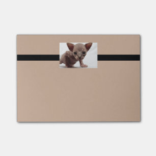 Notas Post-it® Freaky Cute Furless Sphynx Kitten