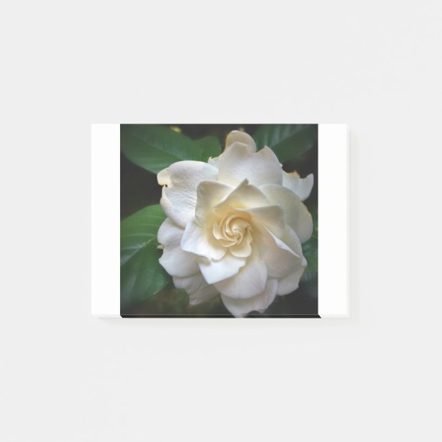 Notas Post-it® Gardenia blanco (Anverso)