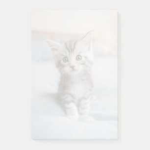 Notas Post-it® Gatito Maine Coon