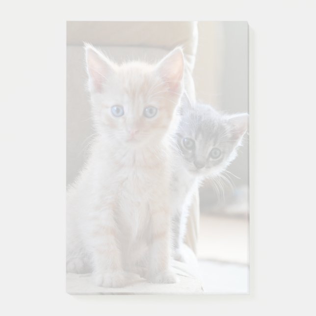 Notas Post-it® Gatitos curiosos (Anverso)