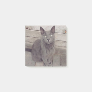 Notas Post-it® Gato gris