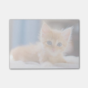 Notas Post-it® Gato lindo con los ojos azules
