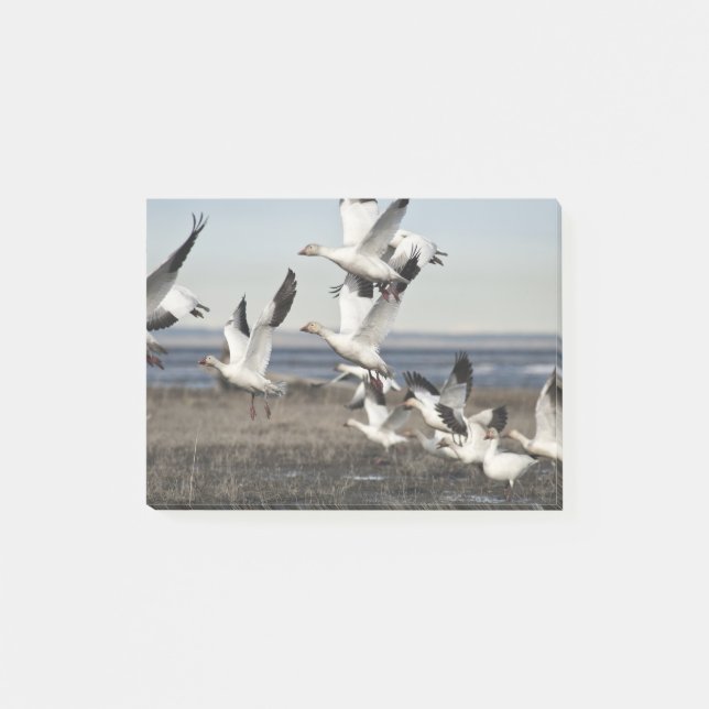 Notas Post-it® Geese de nieve voladora (Anverso)