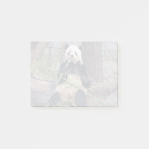 Notas Post-it® Gigante Panda Tian Tian en el zoológico nacional