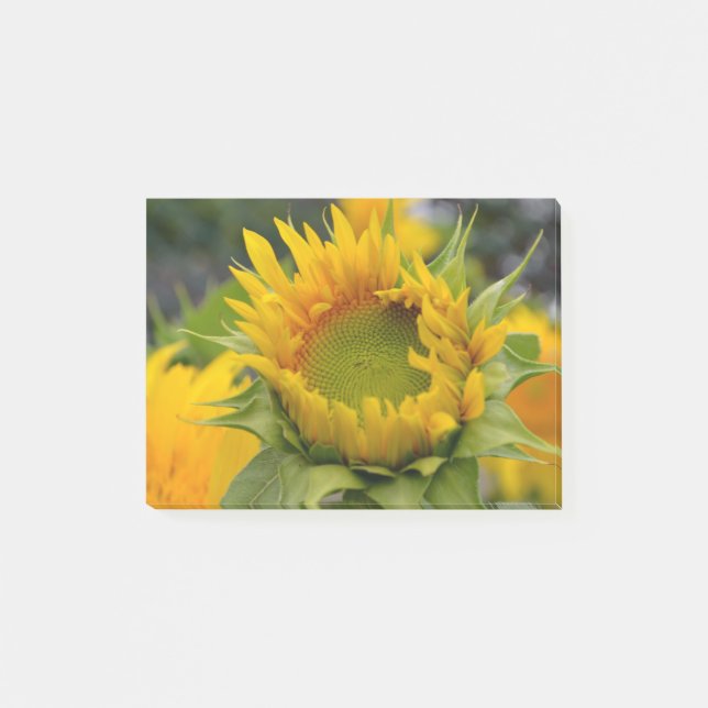 Notas Post-it® Girasol de florecimiento (Anverso)