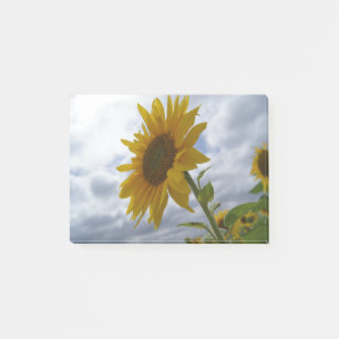 Notas Post-it® Gloria del girasol