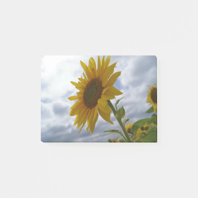Notas Post-it® Gloria del girasol (Anverso)