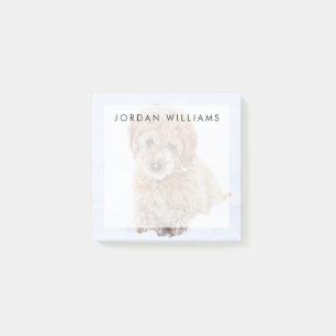 Notas Post-it® Goldendoodle Puppy Con Nieve En La Cara