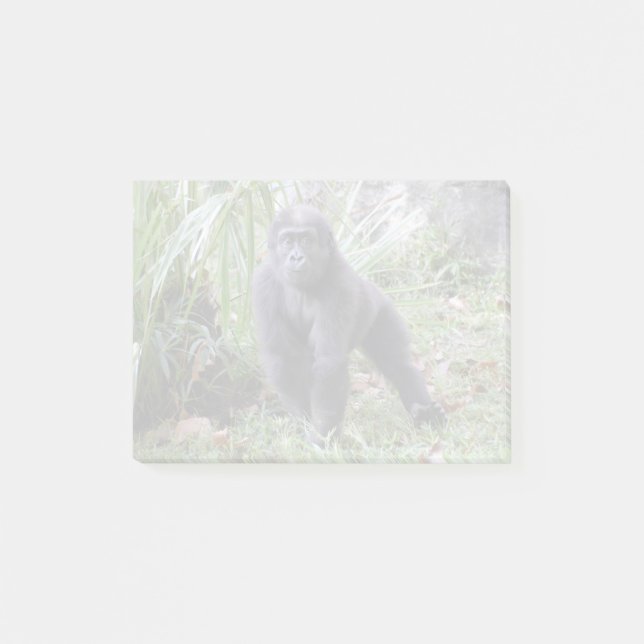 Notas Post-it® Gorilla Moke en el zoológico nacional (Anverso)
