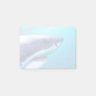 Notas Post-it® Gran Tiburón Blanco Sudáfrica