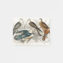 Gyr Falcon, Goshawk, Kite o Gplomo, Peregrino