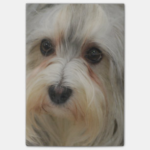 Notas Post-it® Havanese