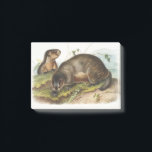 Notas Post-it® Hoary Marmot Camping Deco Gifts<br><div class="desc">Marmot Hoary,  patagonia,  esquí,  snowboard,  adventure,  arcteryx,  senderismo,  escalada,  mammut,  diamante negro,  cara norte,  ganso canadá,  lujuria,  pico,  columbia,  montañas,  osprey,  campamento,  escalada,  vida silvestre,  ropa deportiva,  montaña,  jack wolfskin,  helly hansen,  investigación al aire libre,  houdini,  lofs,  resort,  mt</div>
